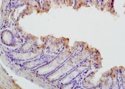 Phospho-CHEK1 (Ser317) Rabbit Polyclonal Antibody